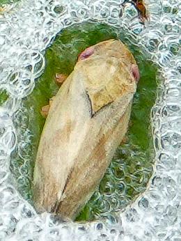 Philaenus spumarius